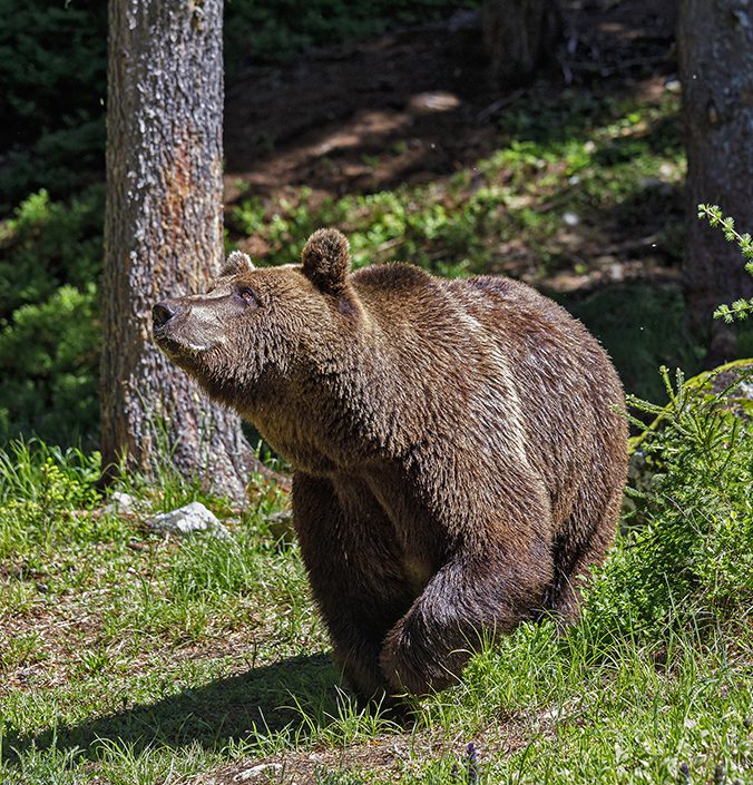 Alpine eco-faunistic observatory