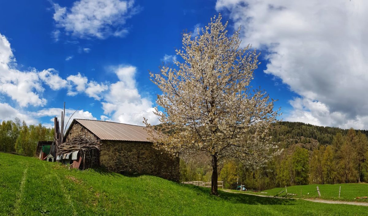 Percorso ad anello Aprica – Località Bratte – Colonia Bustese