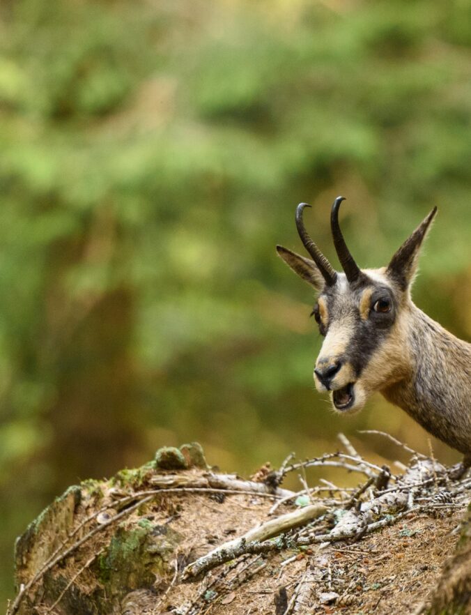The awe-inspiring Parco delle Orobie Valtellinesi