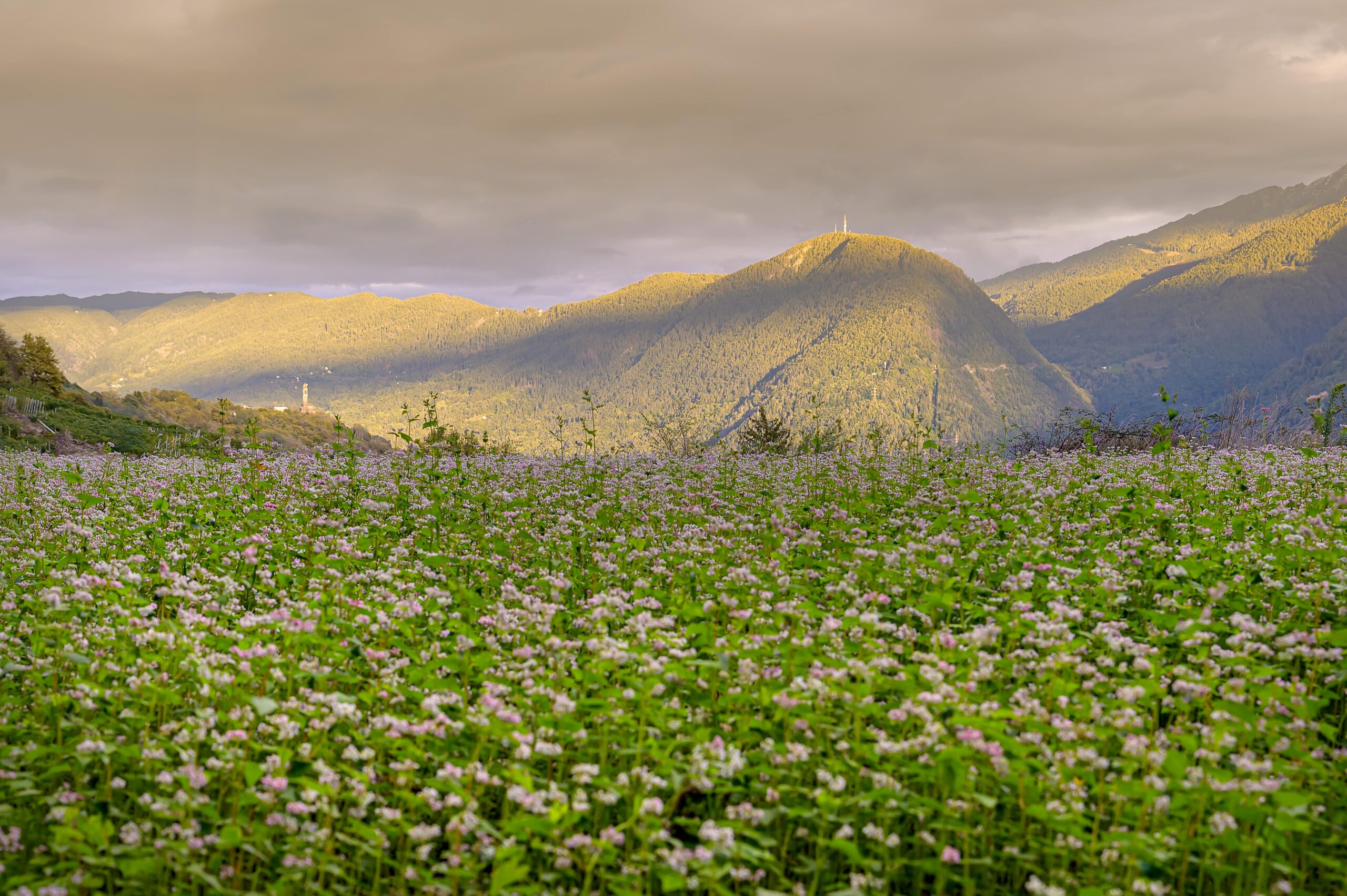 Il Grano Saraceno - Tirano Media Valtellina